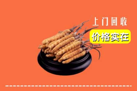 昌吉市奇台县回收冬虫夏草